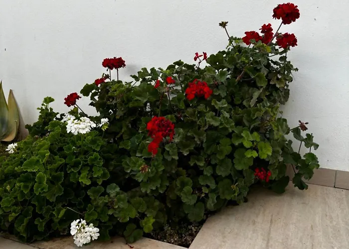 Apartment Le Biancasette